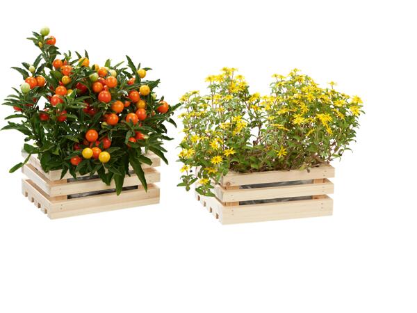 Wooden Planter Assortment