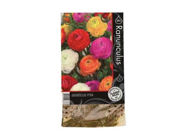 Efterårsblomsterløg