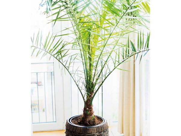 Palme