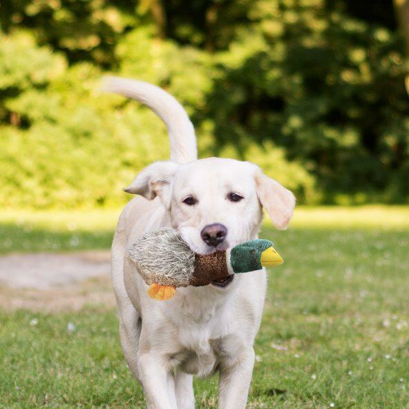 Jouet en peluche pour chiens