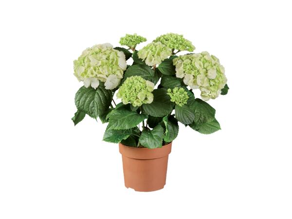 Hydrangeas