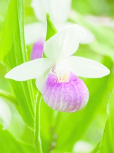 Orchidée de Formose