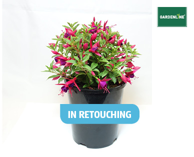 FUCHSIA ASSORTED 140MM