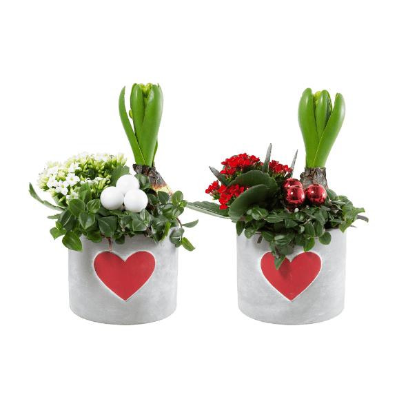 Julesammenplantning