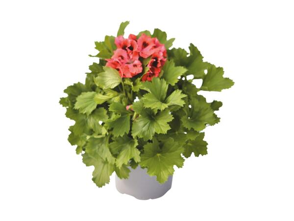 Regal Pelargonium