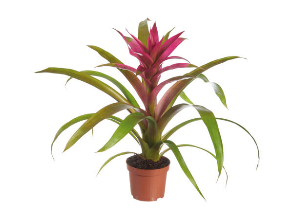 Bromelia