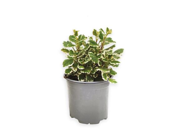 Plant of incense mosquito repellent