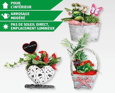 Composition de plantes pour la Fête des Mères