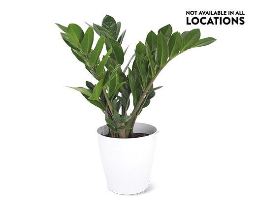 6" ZZ Plant