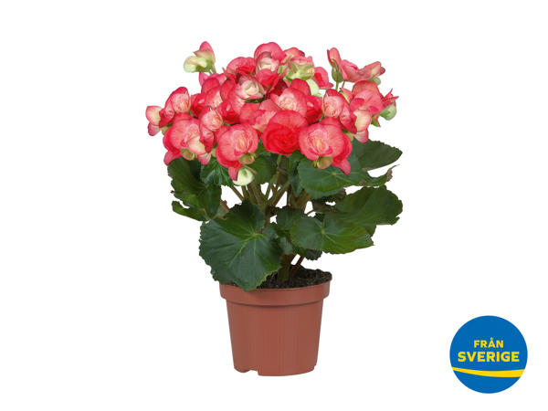 SVENSK BEGONIA