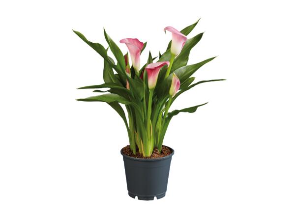 Calla