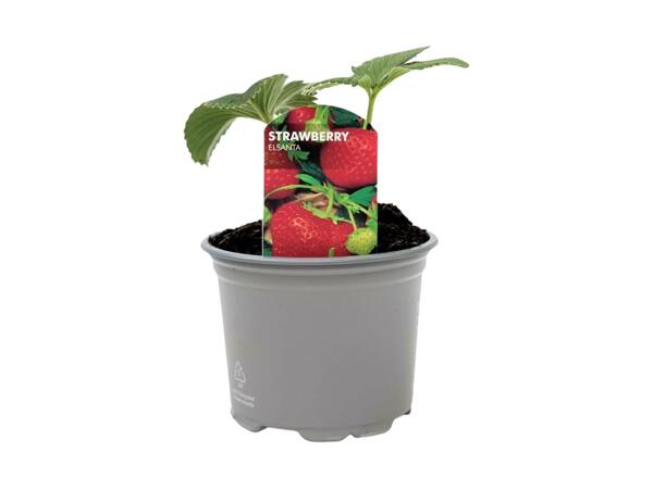 Strawberry Plant