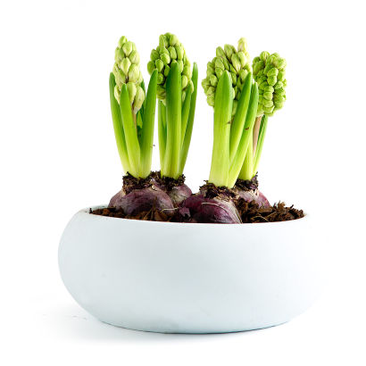 Bulbes dans un pot en terre cuite