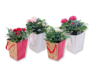 Rosenbüsche in Geschenktasche