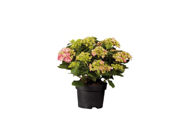 Hydrangeas