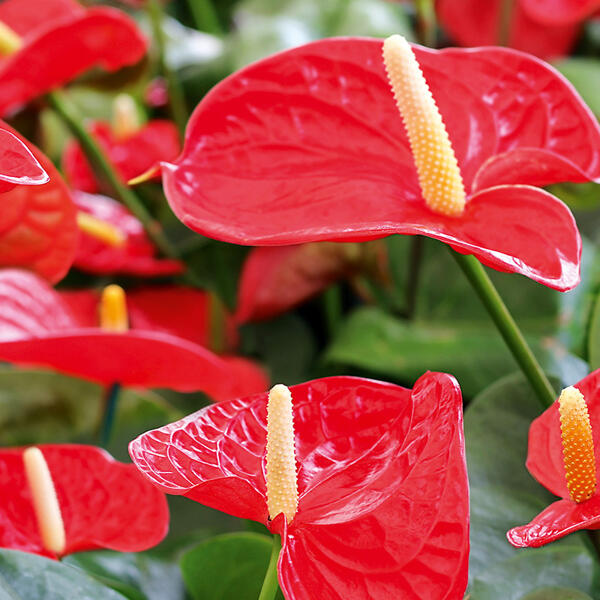 Flamingoblume "Anthurie"