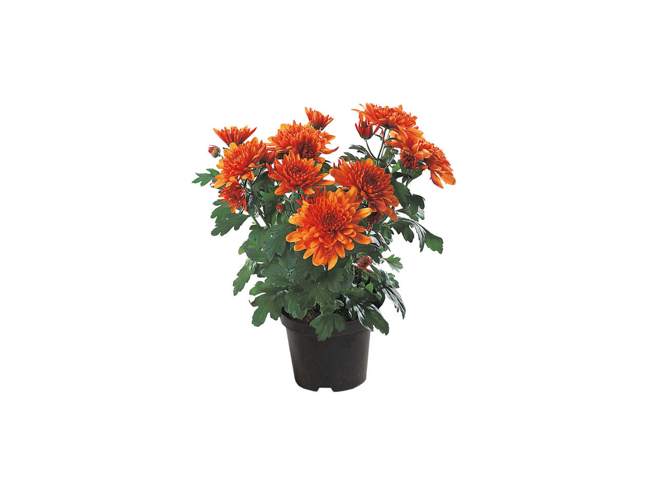 Chrysanthemum