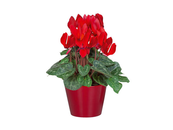 Azalea Amour