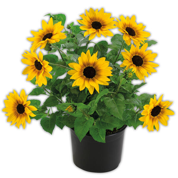 Sonnenblume "SUNbelievable™"