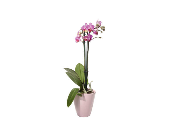 Phalaenopsis dans un pot en céramique