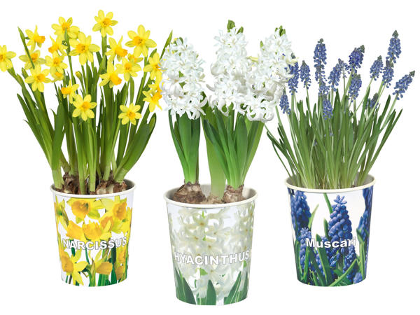 Blumenzwiebeln im Pappbecher