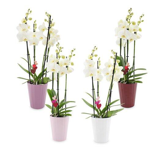 Orchideen zum Muttertag
