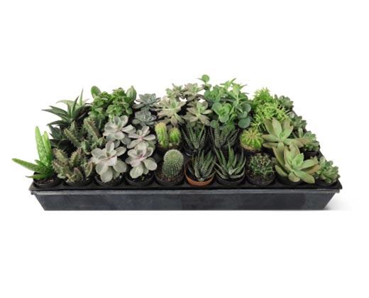 Mini Succulent Assorted Varieties
