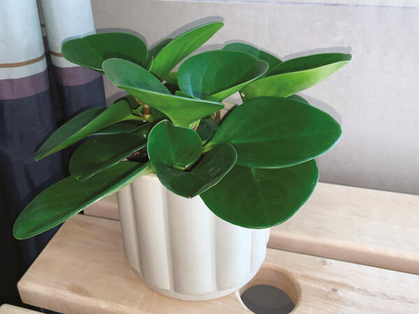 Peperomia i keramik