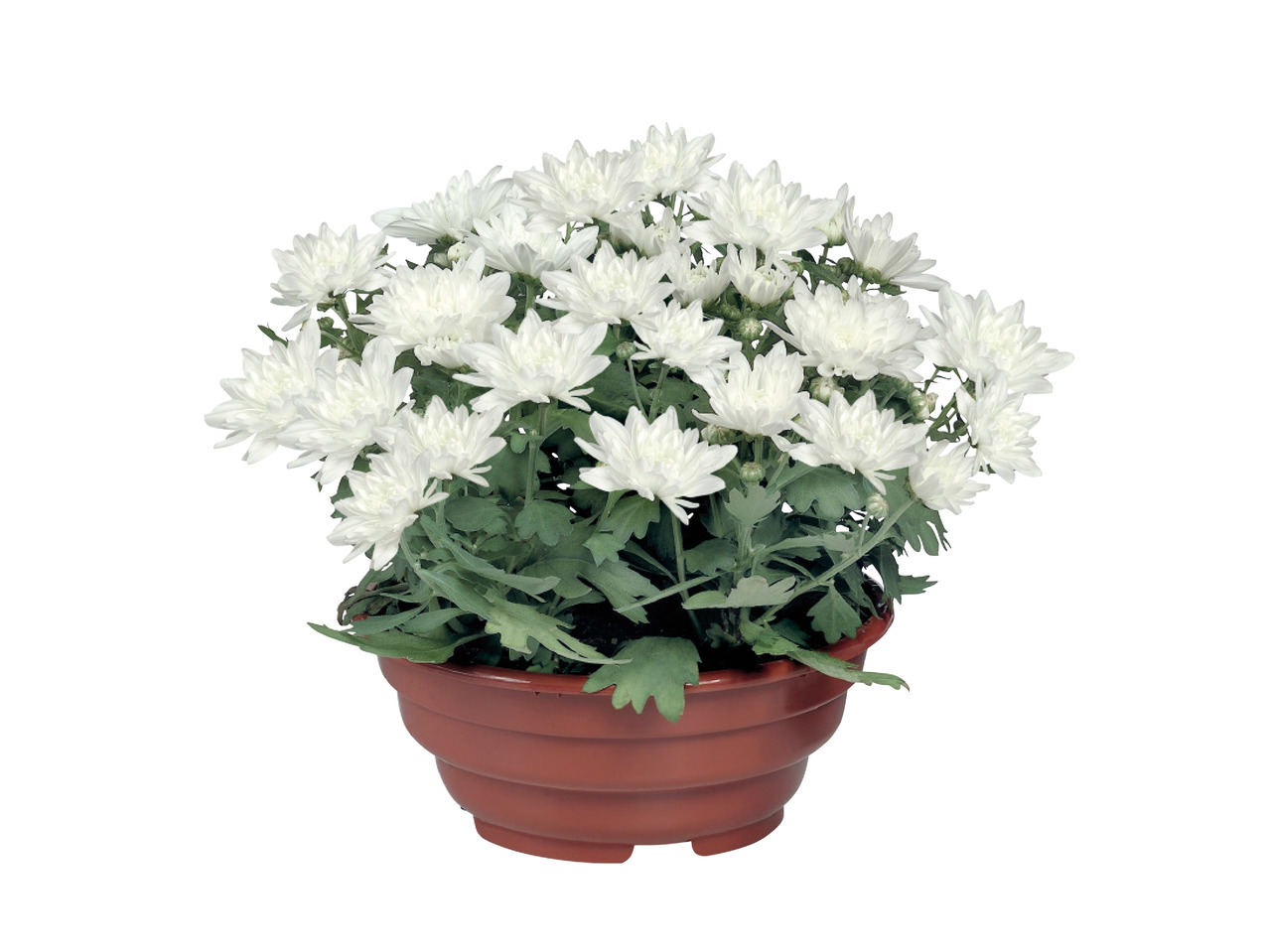 Chrysanthemum Bowl1