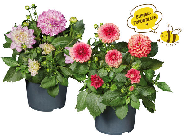 Dahlien oder Zinnien
