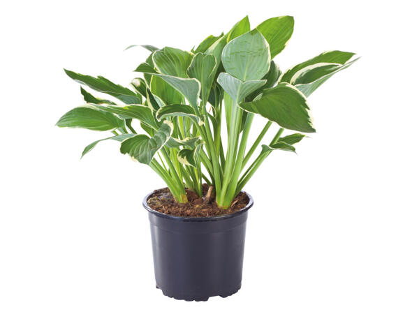 Hosta
