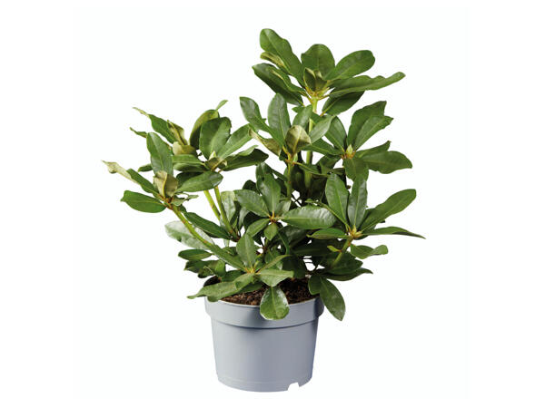 Giant Rhododendron