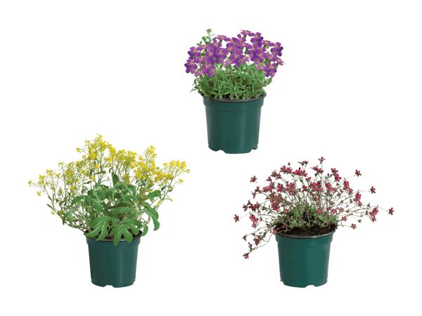 Plantes vivaces pour massif