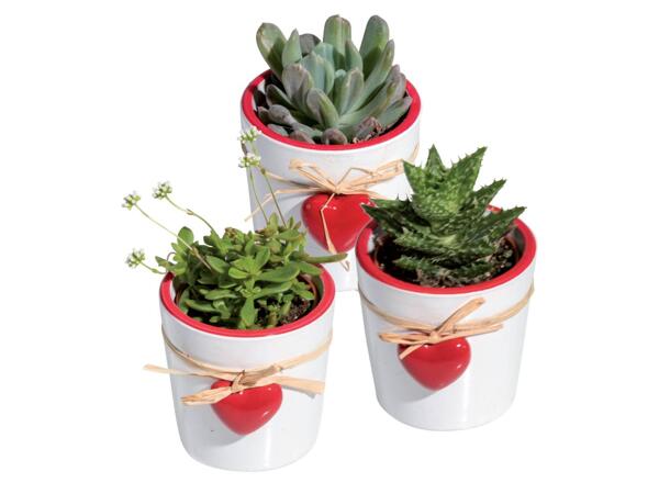 Mini Succulents