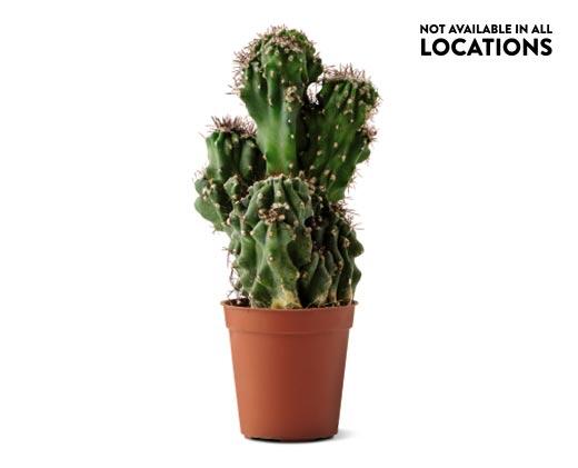 Mini Cactus Assorted Varieties