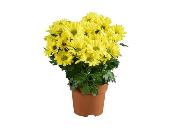 Krysantemum