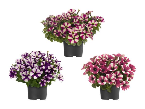 Pétunias bicolores