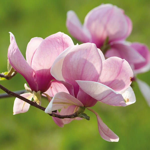 Magnolie