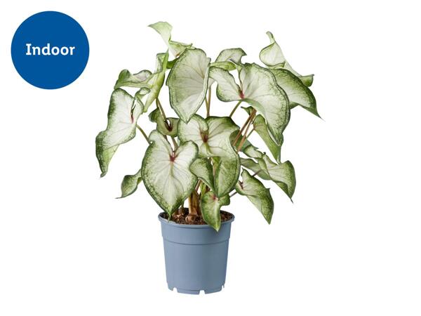 Caladium Mix