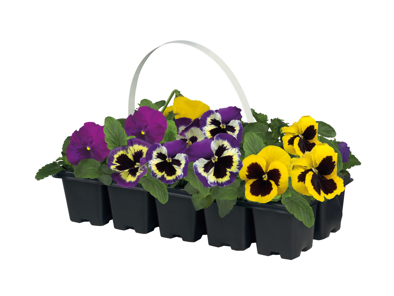 Pansies1