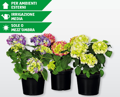 Ortensie per esterni