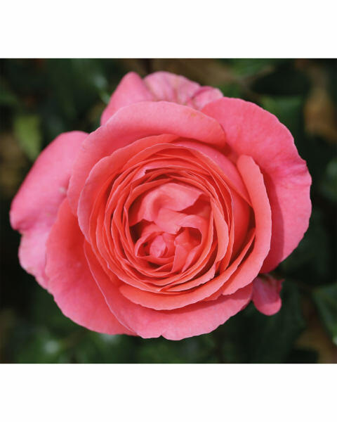 Garden Rose