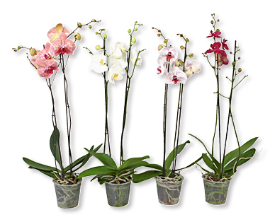 Phalaenopsis