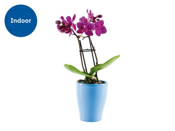 Mini Orchid in Ceramic