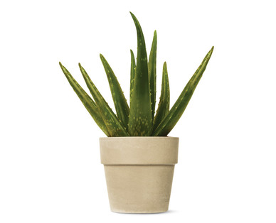 Aloe Vera Plant