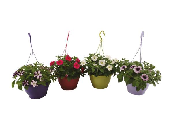 Large Hanging Basket