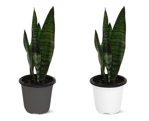 4" Foliage Assorted Varieties