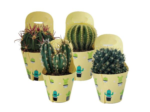 Cactus