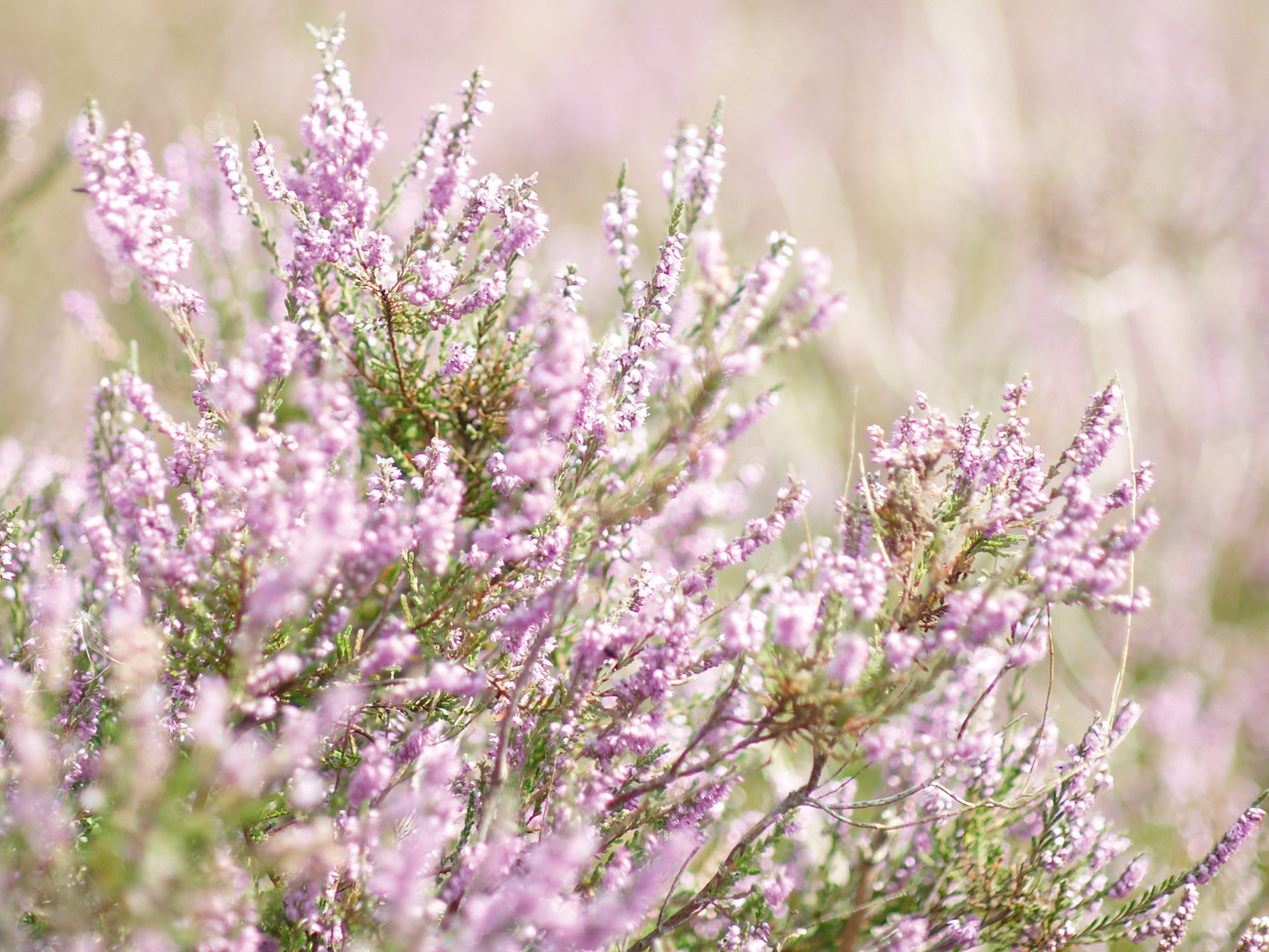 Lavendel angustifolia
