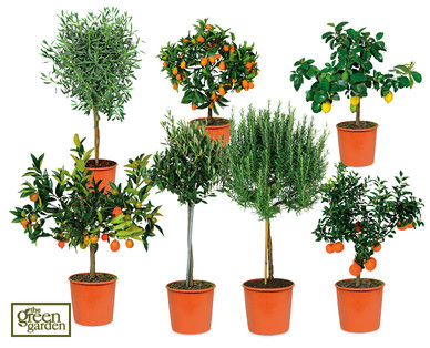 Mediterranean Plants